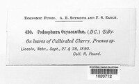 Podosphaera clandestina image
